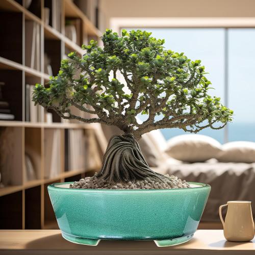 MUZHI 9” Glazed Oval Green Bonsai Planter Pot with Humidity Tray, Classic Neat Ice Crack Long Bonsai Tree Succulent Plant Pot with Saucer