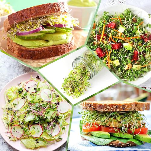 Kitmiido Seed Sprouting Kit, 2 Large Wide Mouth Mason Jars with Sprout Lids, Blackout Sleeves, Drain Tray, Stainless Steel Stand, Sprouts Growing Kit for Bean, Broccoli, Alfalfa (Yellow Green)