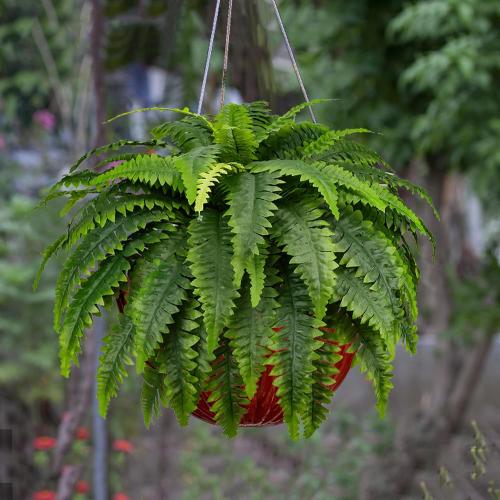 2pack 33 Inch Fake Ferns - Set of 2 Artificial Fern,35 Leaves for Each Bouquet - Indoor/Outdoor Faux Boston Fake Fern Bush Plant for Home, Office, Garden Decoration.33Inch…