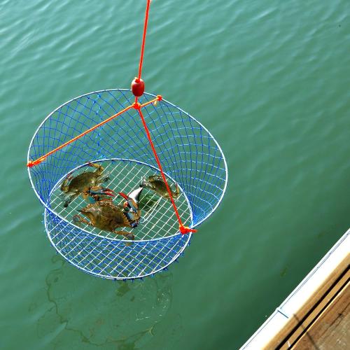 Palmyth Wire Grid Bottom Crab Nets Two Ring Crab Kit with Harness and Bait Clip 24” X 20” X 12”