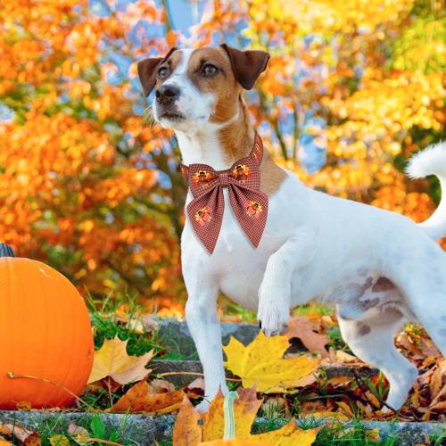 Malier Thanksgiving Dog Collar with Bow tie, Adjustable Bowtie Trukey Collars for Girl and Boy, Cute Holiday Puppy Collars for Small Medium Large Dogs Cats (Thanksgiving Day, Large)