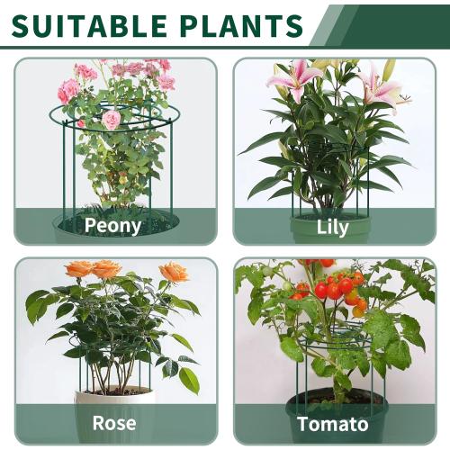 SYITCUN 8pack Peony Cages and Supports, 24” Four Legs Peony Cage, Heavy-Duty Peonies Support Cages, Peony Ring for Roses, Hydrangeas, Sage, Peonies, Cucumbers, Tomato