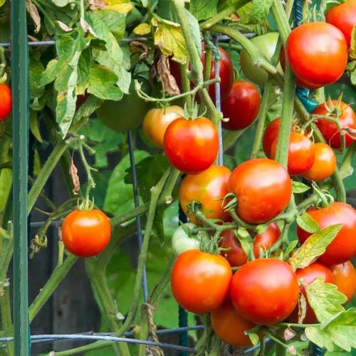 Xiny Tool Garden Stakes, 25 Pack Steel Plant Garden Tomato Stakes with Plastic Coat for Climbing Plants (25 Pack 58 Inch)