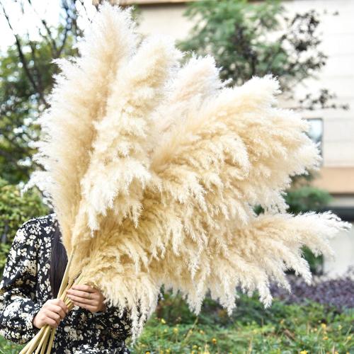 40 10 PCS Dried Pampas Grass Decor Tall,Large Natural Beige pompas Grass,Tall Pampas Grass for Floor Vase,Wedding,Party,Farmhouse,Boho Home Decor,and Creating a Bohemian Ambiance