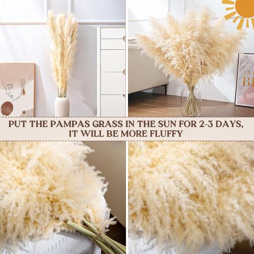 40 10 PCS Dried Pampas Grass Decor Tall,Large Natural Beige pompas Grass,Tall Pampas Grass for Floor Vase,Wedding,Party,Farmhouse,Boho Home Decor,and Creating a Bohemian Ambiance
