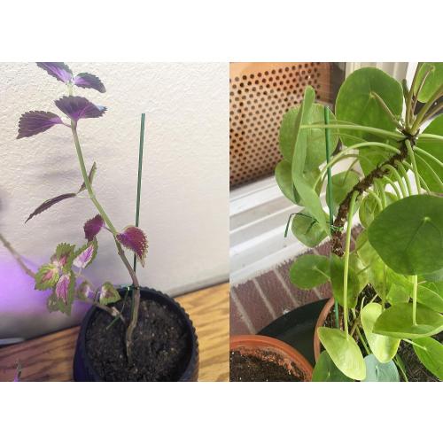 32 Inch Orchid Stakes Pack of 10, Plant Support Stake Bendable Plant Orchid Stick