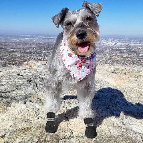QUMY 4PCS Dog Shoes for Small Dogs, Hot Pavement Summer Puppy Dog Boots & Paw Protectors with Soft Anti-Slip Rubber Sole, Mesh Breathable Dog Booties for Hardfloors, Walking Running Black Size 5