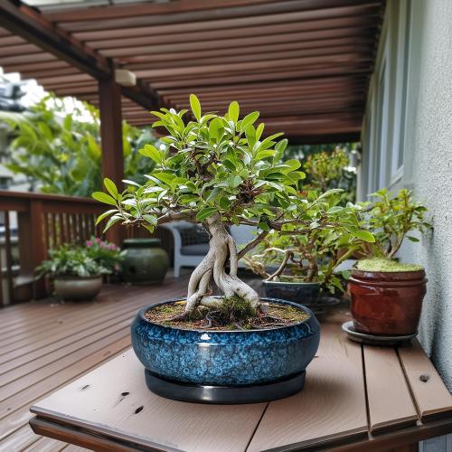 COLOR RED ❗❗Bonsai Pots - 13 Inch Ceramic Succulent Pots for Indoor Outdoor, Large Succulent Planter with Drainage Hole and Saucer, Round Shallow Flower Planters, Porch Decor, Gardening Gifts, Blue