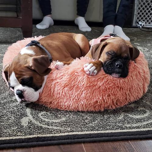 Pink Dog Beds for Small Dogs 19 inches Anxiety and Calming Washable Fluffy Cute Puppy Beds Girl Fits up to 15 lbs