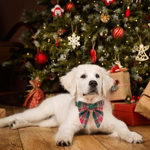 ADOGGYGO Christmas Dog Collar with Bow, Plaid Xmas Dog Bowtie Collar, Adjustable Green Pet Christmas Collars for Small Medium Large Dogs (Medium)