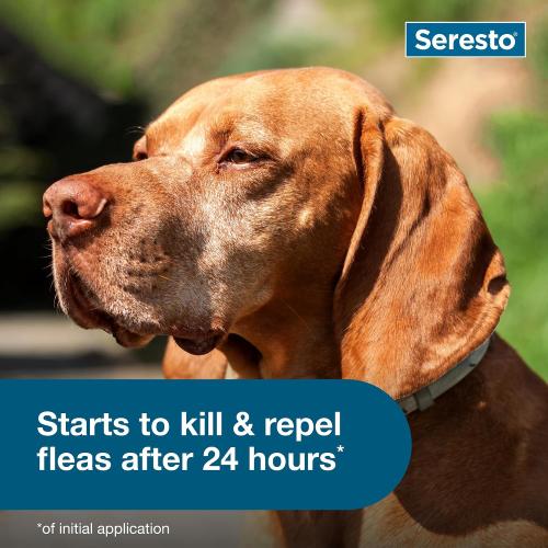 Seresto Flea & Tick Collar For Dogs Over 18 lbs., Treatment & Prevention, Vet-Recommend, 8 Month Protection