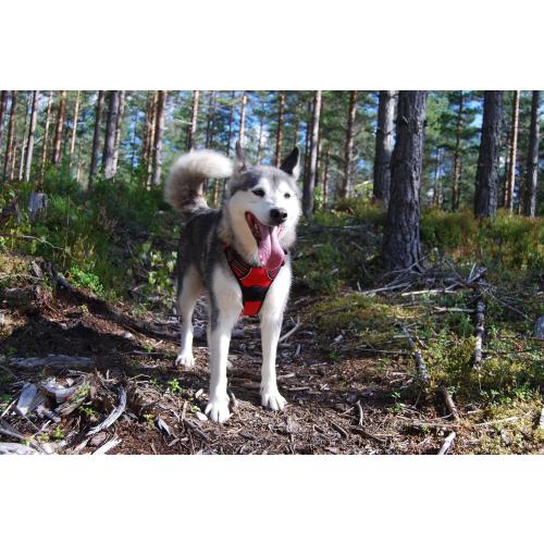 TRUE LOVE Adjustable No-Pull Dog Harness Reflective Pup Vest Harnesses Comfortable Control Brilliant Colors Truelove TLH5651(Red,M)