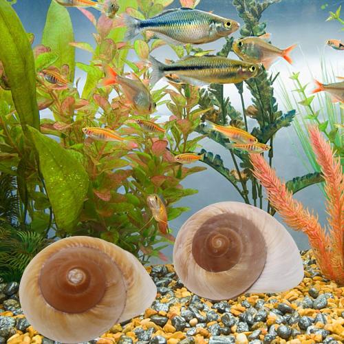 4 Pack Large Hermit Crab Shells, Muffin Snail, Turbo, Giant Land Snail | Hermit Crab House for Fish Tank Aquarium Decoration, Beach Home Decor, Wedding Centerpieces, 2.75-3