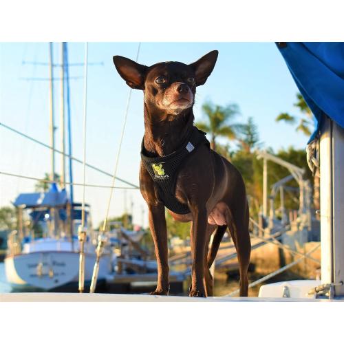 EcoBark Step in Dog Harness - Eco-Friendly Toy Breed Dog Harnesses for XS and Small Dogs - Reflective and Adjustable Mini Body Halter Vest -Tiny Soft Mesh Toy Breed Harness (Black, Small)