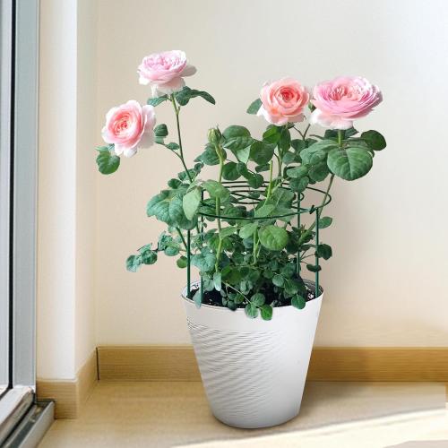SYITCUN 8pack Peony Cages and Supports, 24” Four Legs Peony Cage, Heavy-Duty Peonies Support Cages, Peony Ring for Roses, Hydrangeas, Sage, Peonies, Cucumbers, Tomato
