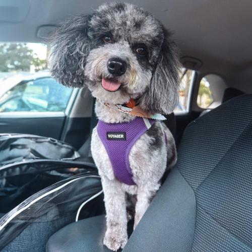 Best Pet Supplies Voyager Step-in Air All Weather Mesh Harness and Reflective Dog 5ft Leash Combo with Neoprene Handle, for Small, Medium and Large Breed Puppies - Set (Purple), MEDIUM