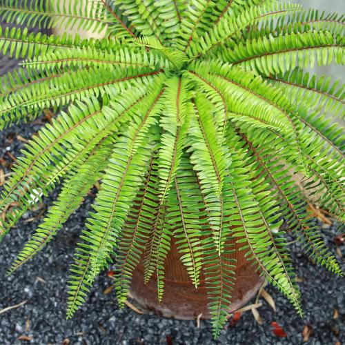 Velener 36 Inch Artificial Boston Fern Large Hanging Plant, Fake Fern Plants Bush Indoor for Home Decor, Faux Plants Outdoor, Garden, Office, Garden Decoration(Green)