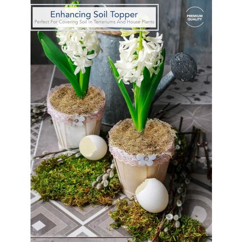 Royal Imports Preserved Natural Spanish Moss, Fresh Dried Shredded Loose Chunks, 3 LB Bulk Case