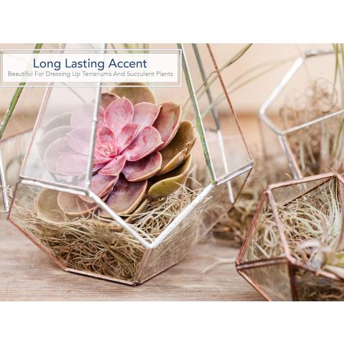 Royal Imports Preserved Natural Spanish Moss, Fresh Dried Shredded Loose Chunks, 3 LB Bulk Case