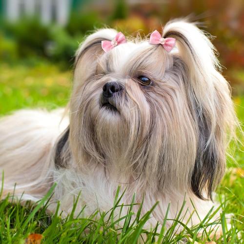 Janinka 40 Pieces Dog Bows Cute Dog Hair Bows for Puppy Hair Bowknot with Rubber Bands Lace Organza Rhinestone Pearls Multicolor Pet Grooming Accessories