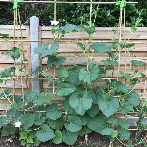 Plant Stakes 4FT, Natural Bamboo Stakes, 25Pcs Sturdy Bamboos Garden Stakes | HAINANSTRY Bamboo Sticks for Plants, Beans, Indoor and Outdoor Climbing Plants, Tomato Vegetable Stakes for Garden