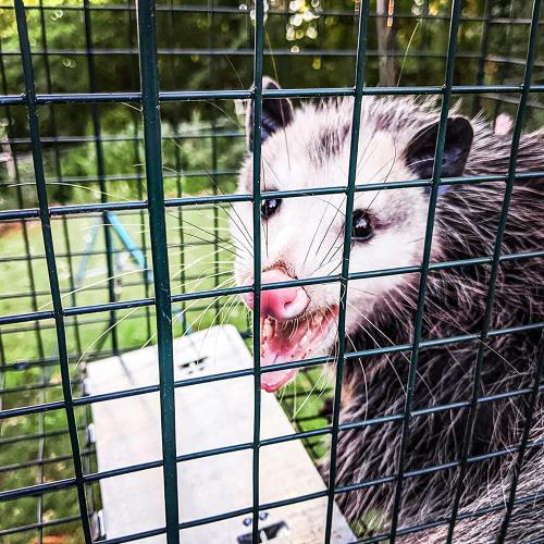 HOMESTEAD Heavy Duty Live Trap - Professional Style One-Door Live Animal Traps for Rabbit, Squirrel, Possum, Skunk, Kitten, Mink Small