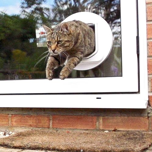 SureFlap DualScan Microchip Cat Door - Door Opening is 4 3/4 H x 5 5/8 W