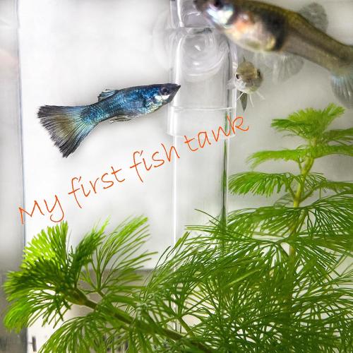 Size 1 gallon My First Fish Tank™ 1 Gallon Mini Aquarium Starter Kit, Professional Betta Fish Tank, Self Cleaning-Only add Water, No Power No Noise, with LED Light, Beautiful White Pebbles, with Color Box