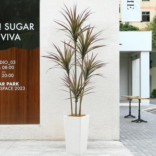 Size 6ft Artificial Dracaena Marginata Bicolor Tree 6FT with 200 Leaves & 5 Heads & White Tall Planter Cover with Coconut Fiber Tall Faux Tropical Yucca Silk Plant for Indoor Home Office Porch Decor
