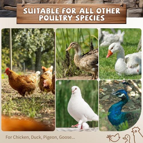 Silver Chicken Roosting Bars with Swing,Chicken Perch Bars for Coop,Chick roosting Perch,Backyard Poultry Toys,Hen Swing with Frame,Perfect for Backyard Poultry Easy Installation & Cleaning