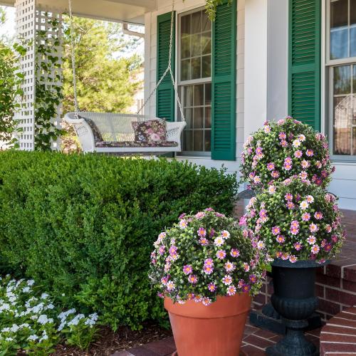 AUMMOOH Artificial Boxwood Topiary Ball Trees Set of 2 – Daisy or Rose Flower – Red or Purple – UV Resistant Stake Plants for Planters Porch Patio Garden Decor(Purple, Daisy)