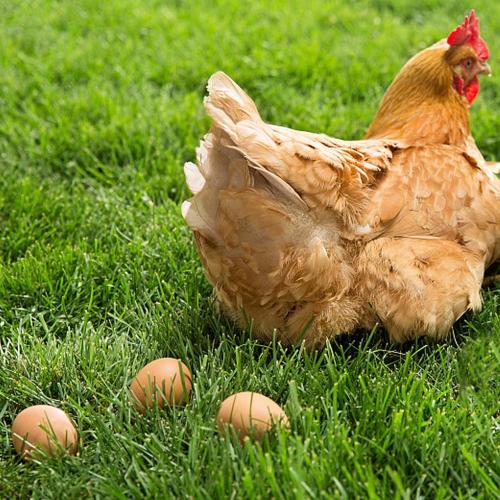 YunKo 6PCS Wooden Easter Eggs Fake Egg Chicken Coop Accessories Easter Eggs for Craft Nest Egg Brown for Laying Chickens