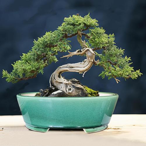 MUZHI 9” Glazed Oval Green Bonsai Planter Pot with Humidity Tray, Classic Neat Ice Crack Long Bonsai Tree Succulent Plant Pot with Saucer