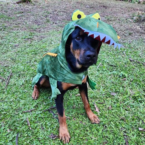 Size XL Color Green Large Dog Costume Halloween Dog Crocodile Costume Pets Winter Warm Coat Jumpsuits (XL, Green)