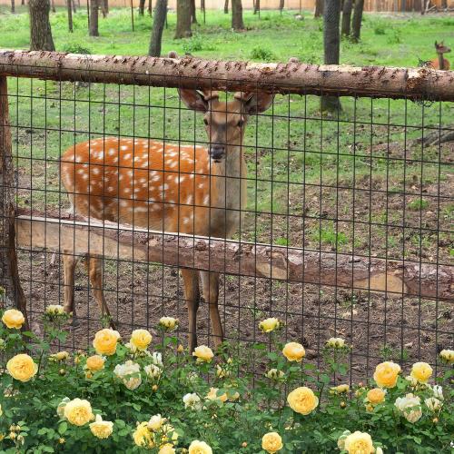 Garden Fence 48in x 100ft, 2 x 3 Inch 16GA, Chicken Wire Mesh Garden Border Fencing Roll Vinyl Coating Metal Wire Mesh Hardware Cloth for Yard Vegetable Plant Protection Poultry Netting