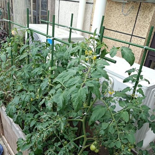 3Feet 36inch Garden Stakes Sturdy Plant Sticks Support Tomato Stakes for Vegetable,Pack of 20