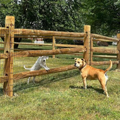 Garden Fence 48in x 100ft, 2 x 3 Inch 16GA, Chicken Wire Mesh Garden Border Fencing Roll Vinyl Coating Metal Wire Mesh Hardware Cloth for Yard Vegetable Plant Protection Poultry Netting