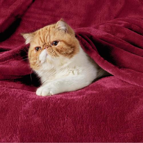 Flannel Fleece Luxury Blanket Red Queen(90x90) Size Lightweight Cozy Plush Microfiber Solid Blanket by Bedsure