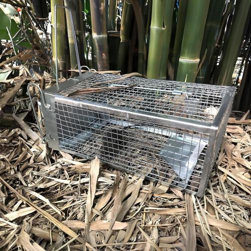 Humane Rat Trap, Chipmunk Rodent Trap that Work for Indoor and Outdoor Small Animal - Mouse Voles Hamsters Live Cage Catch and Release 1 Pack