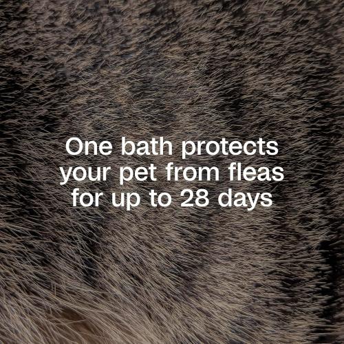 ADAMS Plus Flea & Tick Shampoo with Precor IGR for Cats, Kittens, Dogs & Puppies Over 12 Weeks of Age, Sensitive Skin Flea Treatment, Kills Adult Fleas, Flea Eggs, Ticks, and Lice, 24 Ounces