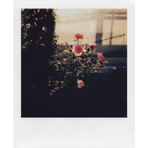 Polaroid - i-Type Color Film - White