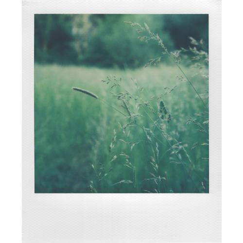 Polaroid - i-Type Color Film - White