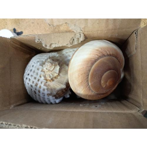 4 Pack Large Hermit Crab Shells, Muffin Snail, Turbo, Giant Land Snail | Hermit Crab House for Fish Tank Aquarium Decoration, Beach Home Decor, Wedding Centerpieces, 2.75-3