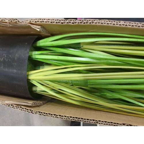 Artificial Plant, 47in Tall Pampas Grass, Faux House Plants in Pot, Indoor Decorative Flowers &Greenery for Home and Office, Ideal Housewarming Gift
