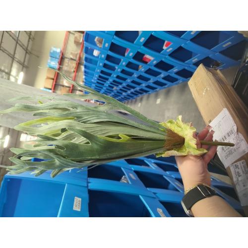 Asuka Artificial Flower Stag Horn Green Total Length: Approx. 21.7 inches (55 cm), Width: Approx. 23.6 inches (60 cm), A-44125-051A