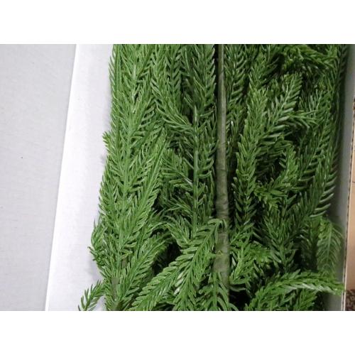 12 Pcs 30 Inch Artificial Norfolk Pine Stems Faux Christmas Greenery Pine Branches Realistic Fake Evergreen Cedar Pine Picks Winter Greens for Vase DIY Garland Wreath Holiday Home Decor