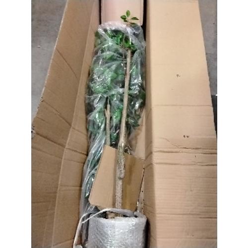 7ft Artificial Citrus Tree – Minimalist Faux Tree for Indoor Décor, Fake Critus Tree Perfect for Home, Office, Living Room, Bedroom & Porch