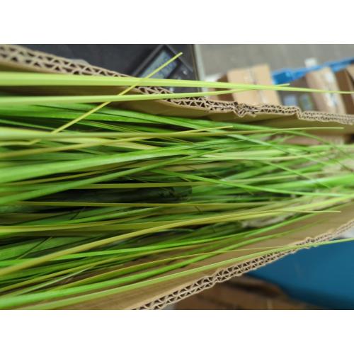 Artificial Plant, 47in Tall Pampas Grass, Faux House Plants in Pot, Indoor Decorative Flowers &Greenery for Home and Office, Ideal Housewarming Gift