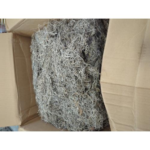 Royal Imports Preserved Natural Spanish Moss, Fresh Dried Shredded Loose Chunks, 3 LB Bulk Case