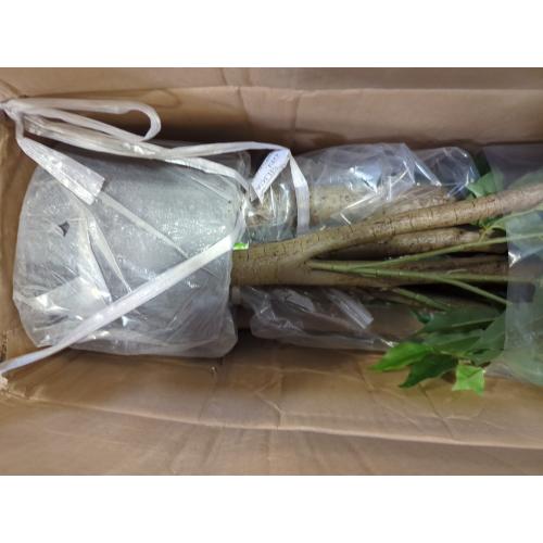 Artificial Ficus Tree, 7ft Silk Fake Ficus Leaves Plant with Basket, Indoor Outdoor Faux Green Tree for Home Garden Office House Livingroom Décor